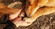 Quand perdre son chien fait plus mal que perdre un proche