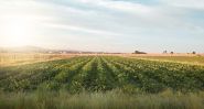 Agriculture at a Crossroads: Rich Lands, Closed Borders