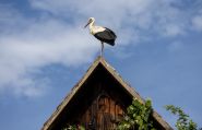 Croatie: le village des cigognes
