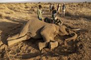 Kenya: un mal mystérieux décime les éléphants