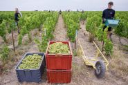 En Champagne, le défi des vendanges ultra-précoces cette année