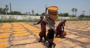 Pakistan: la récolte des dattes à l’épreuve des chaleurs extrêmes