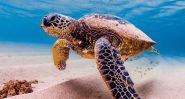 Tortues marines: au Liban, le miracle fragile des plages
