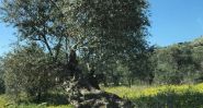 A Sad Season for Olive Harvest in the Border Zone