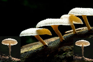 Pestalotiopsis microspora, le champignon qui mange le plastique