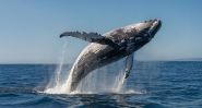 À New York, les baleines à bosse font leur grand retour