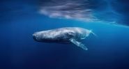 Et si les baleines nous parlaient? L’intelligence artificielle tend l’oreille
