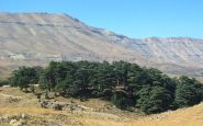Les Cèdres de Bcharré, la forêt des empires