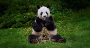 The Beauval Pandas are Returning to China