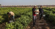 L’agriculture libanaise à la conquête des marchés du Golfe