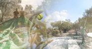 Cueillir l’olive, quand toute la famille descendait au champ