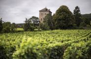 La Chine va reconnaître 70 vins de Bourgogne IGP et s'intéresse à la luzerne française
