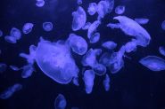 Méduses au Liban: une prolifération inquiétante?