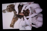 Un mammouth de 130 000 ans dévoile ses secrets