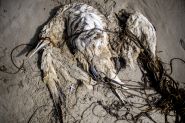Chaque année, des centaines d’oiseaux morts sur la côte atlantique