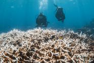 Le blanchissement mondial des coraux bat record sur record