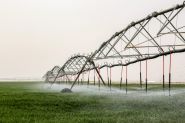 Pour planter son blé, l'Irak puise dans les nappes phréatiques