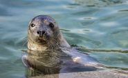 Des phoques relâchés en mer dans une mer Baltique en transformation