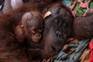 En Indonésie, une mère orang-outan et son petit secourus des feux de forêt