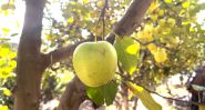 Aqoura: An Apple That Sustains a Mountain