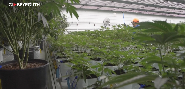 Le Missouri, nouvel eldorado du cannabis