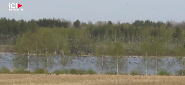 En Finlande, la guerre des oies contre les agriculteurs a commencé