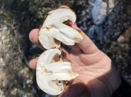 Le monde des champignons souffre de la déforestation, des engrais et du changement climatique