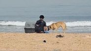 Animals Lebanon: les chiens errants n'ont pas de lien avec le décès à Ramlet el-Baïda