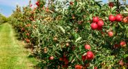 Quand la pomme libanaise perd de son croquant…