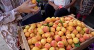 Le changement climatique menace l’industrie de l’abricot au Tadjikistan