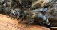 États-Unis: les abeilles en danger