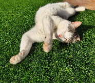 Chat au Liban: neuf vies, libre, drôle, souverain… et vulnérable