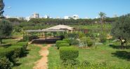 Horsh Beyrouth, la forêt qui a survécu à la ville