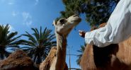 Lait de chamelle: la mission d’une femme dans le désert tunisien