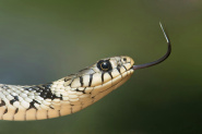 Mordu par des serpents à 200 reprises pour aider à trouver un antivenin universel