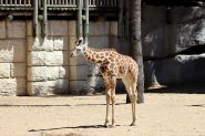 Bébé girafe au zoo de Copenhague