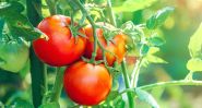 The Lebanese Tomato Takes Center Stage: Prices Skyrocket Across Markets