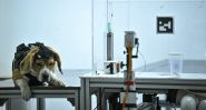 Le flair des chiens au service de la détection du cancer