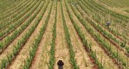 Entre arak, vin et résistance, la Syrie trinque avec le monde