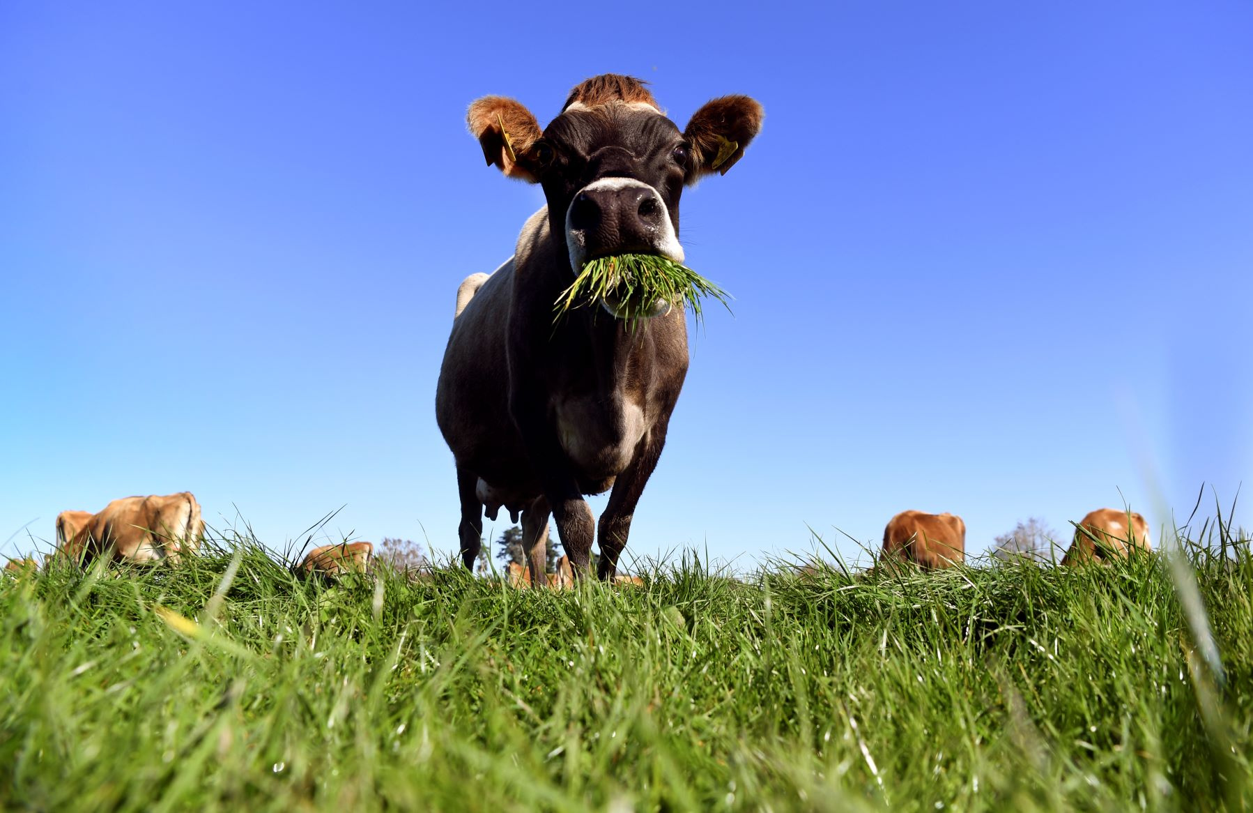 Nouvelle-Zélande: les flatulences bovines sèment la discorde