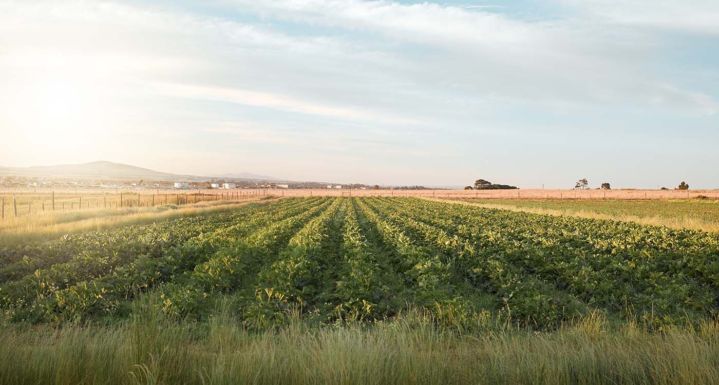 Agriculture: des champs fertiles, des frontières stériles