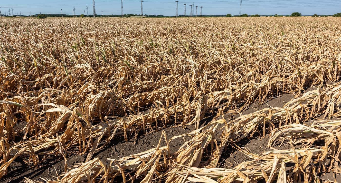Saison sèche au Liban: urgence agricole et espoir fragile 