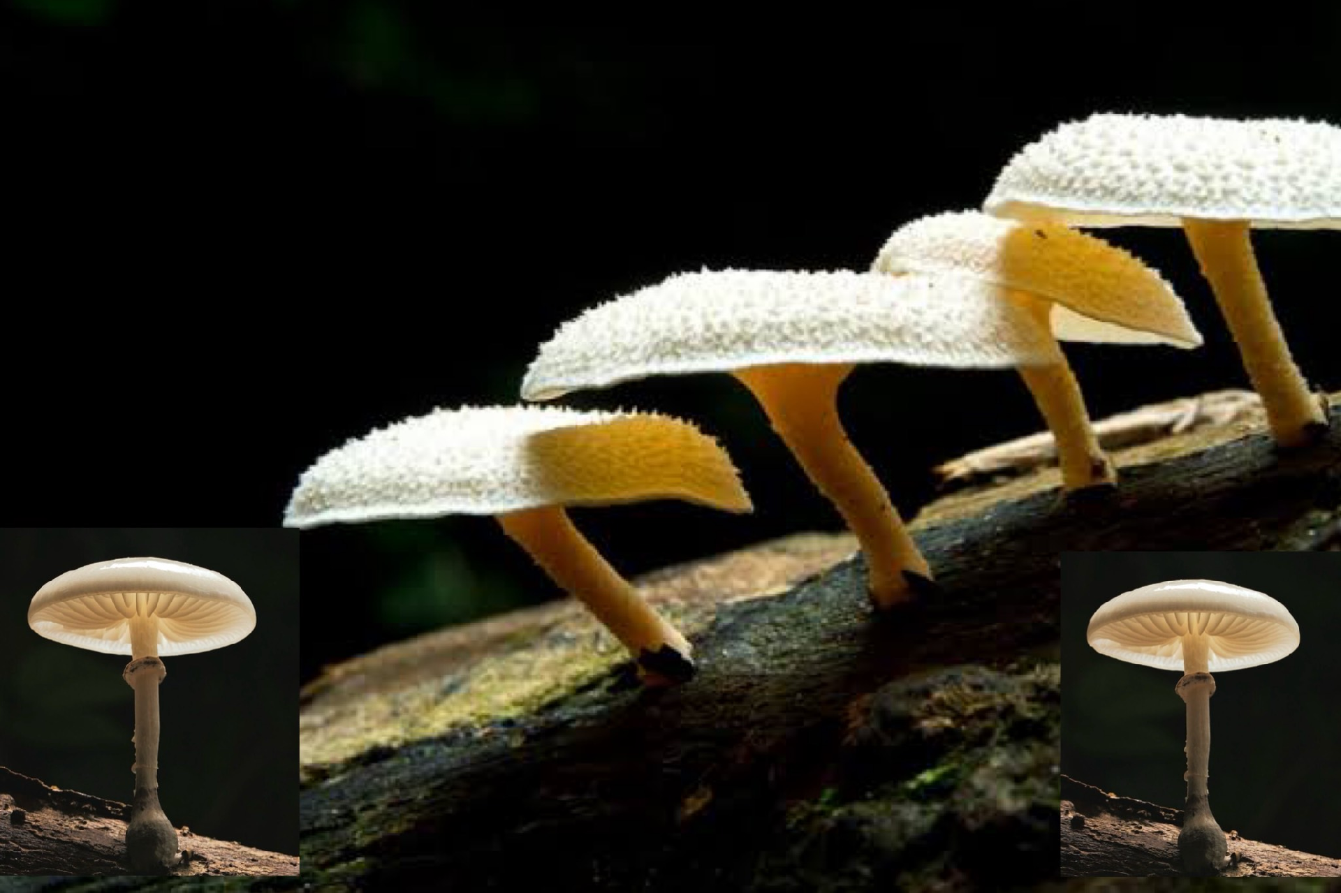 Pestalotiopsis microspora, le champignon qui mange le plastique