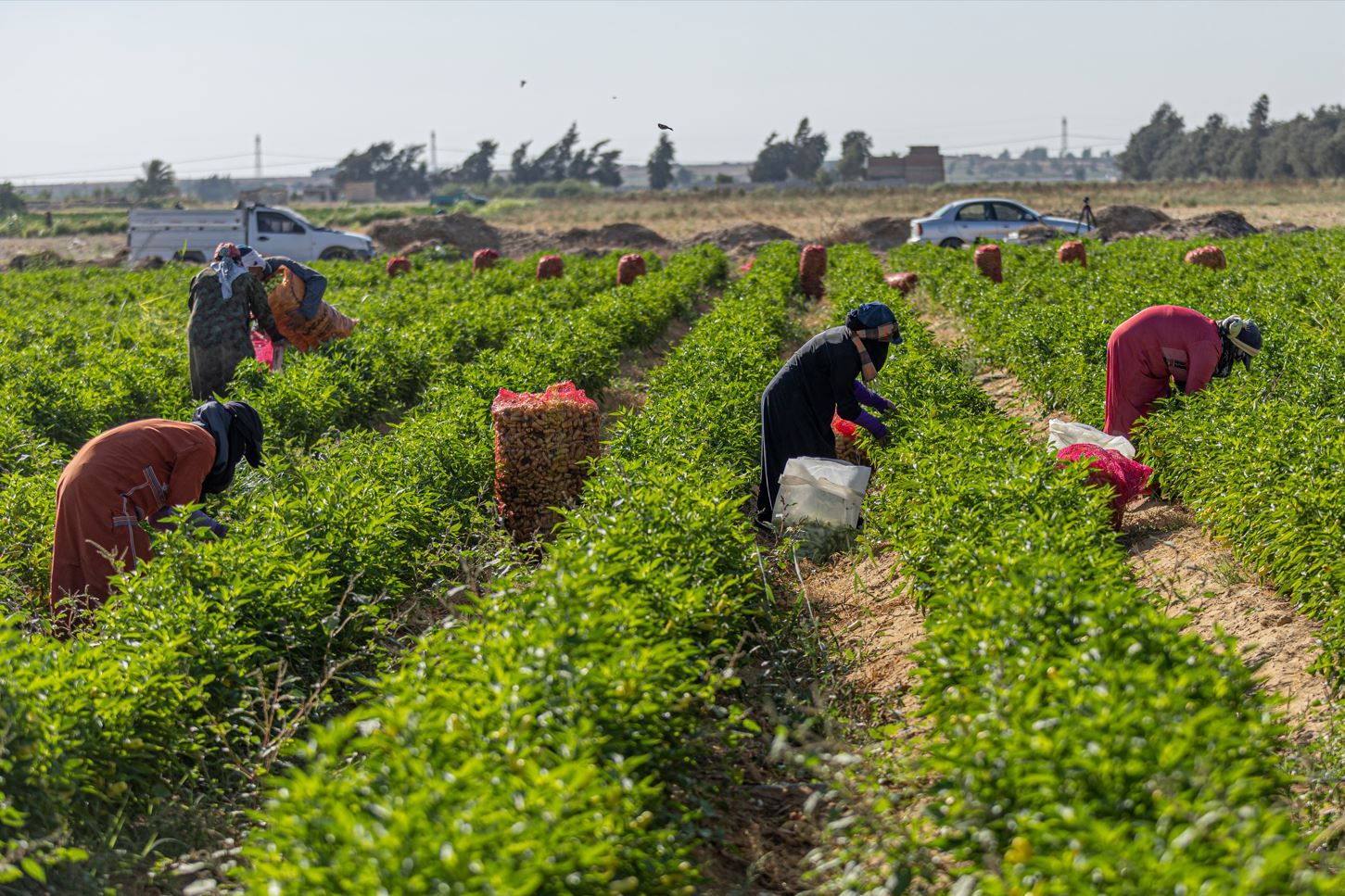 «L'agriculture est morte»: les paysans égyptiens en crise