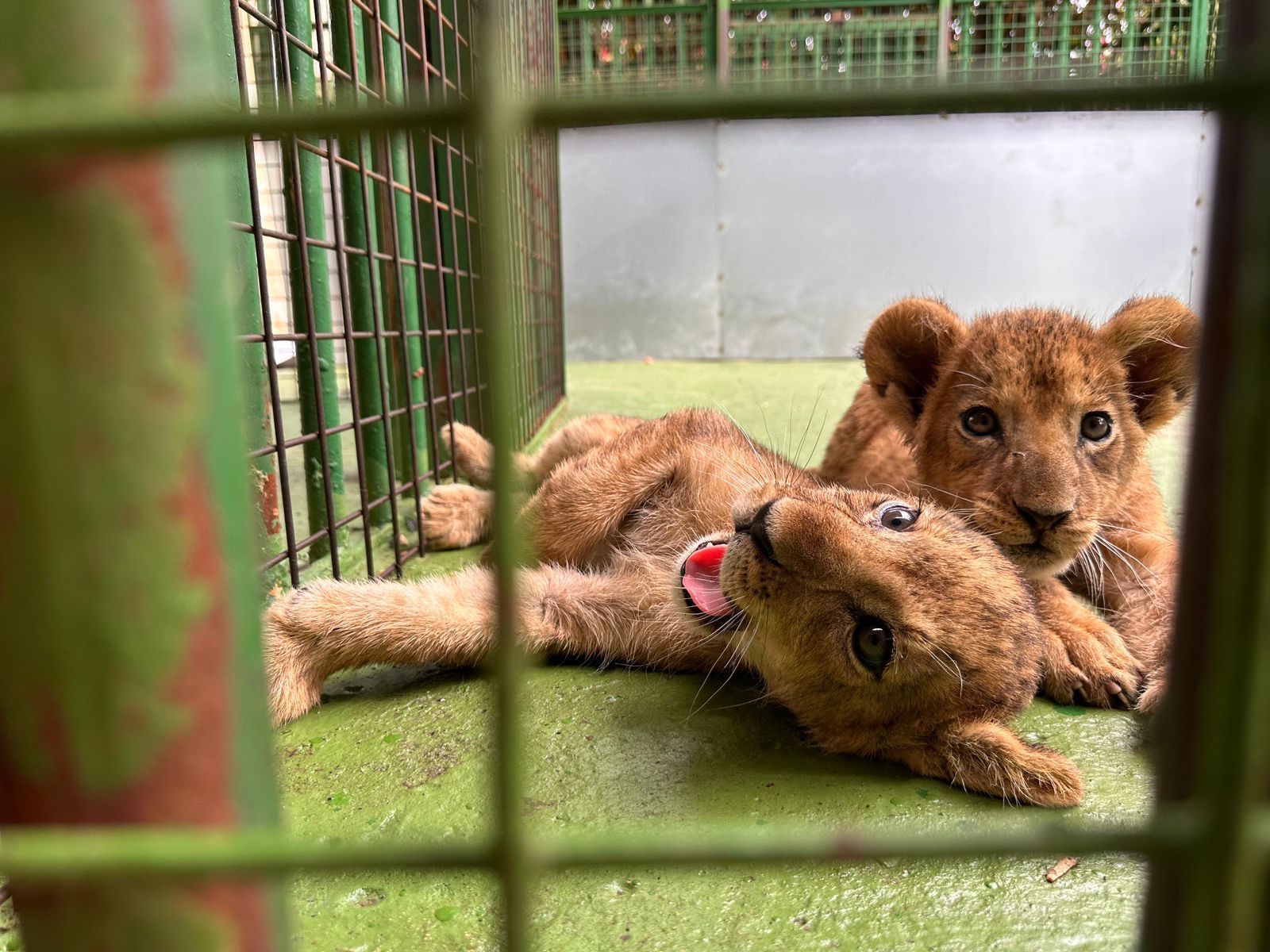 Des lionceaux cachés illégalement par un zoo libanais pour échapper à la justice