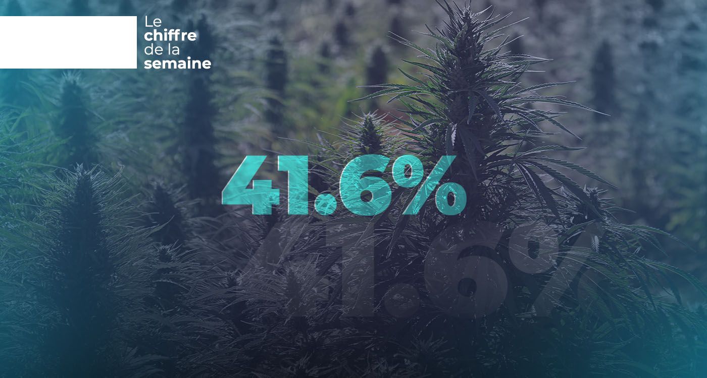 Au Liban, le cannabis fait la loi dans les champs