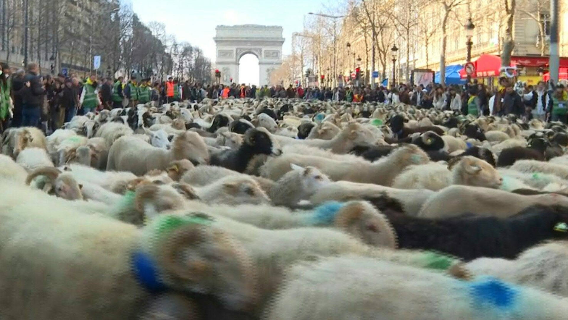 Transhumance avec des brebis en région parisienne