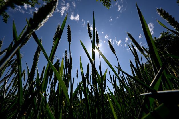 Le blé, produit indispensable d'un monde en crise