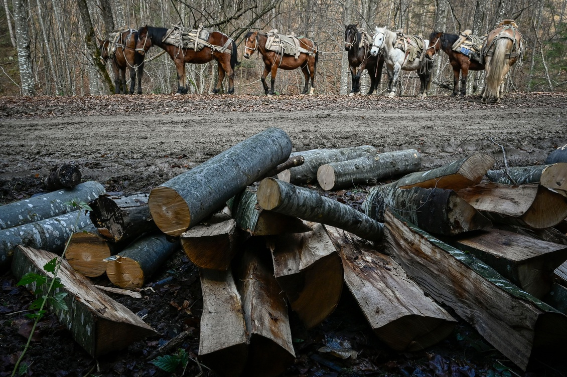 En Europe, la demande en bois pour chauffage flambe