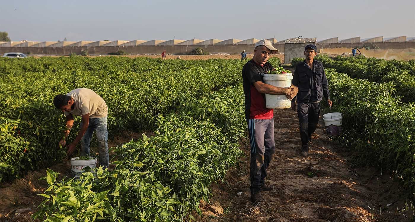 L’agriculture libanaise à la conquête des marchés du Golfe